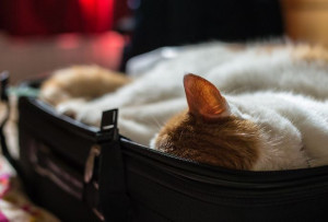 Viajar-con-mascotas