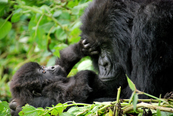 gorilas-ruanda