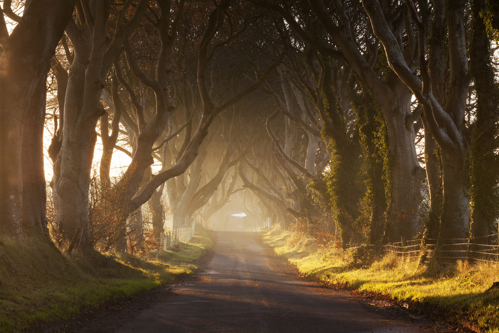 Dark hedges, Irlanda