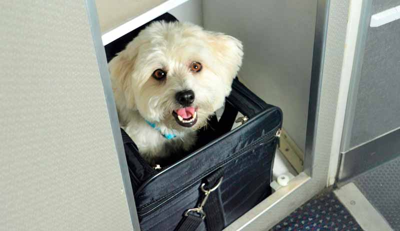 Consejos para viajar con mascotas en el avión