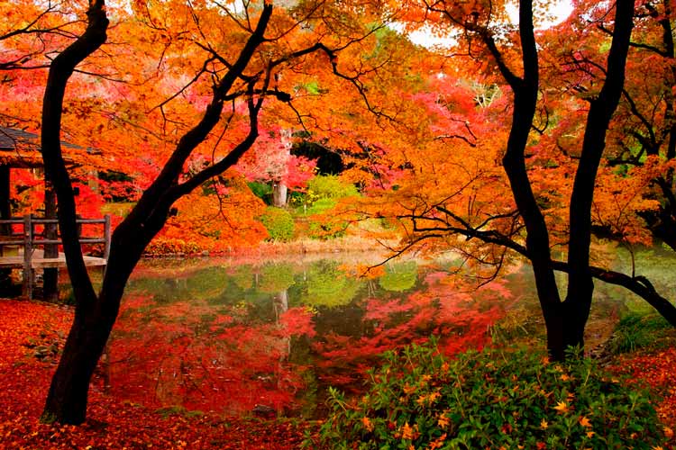 Jardín Botánico de Kioto, Japón
