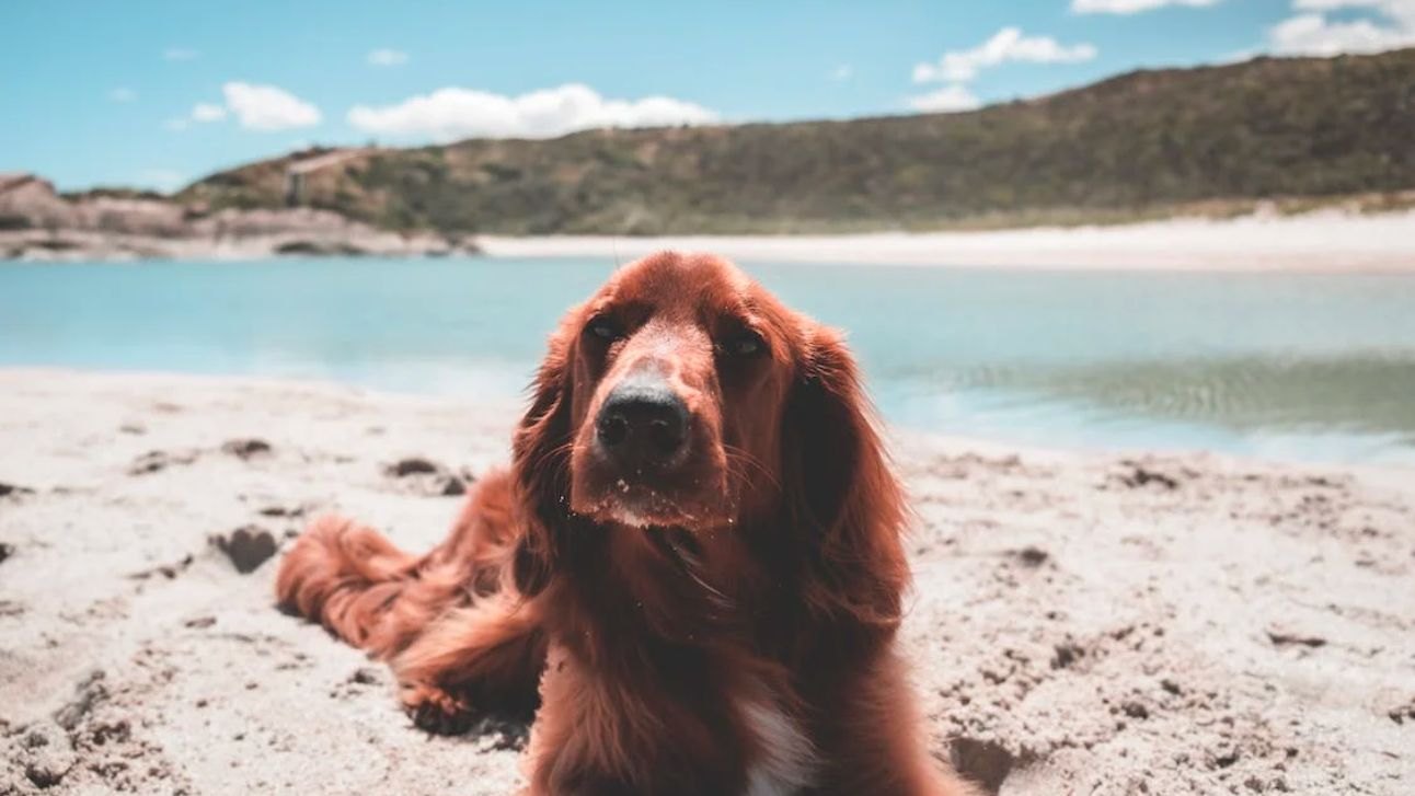 Playas dog-friendly
